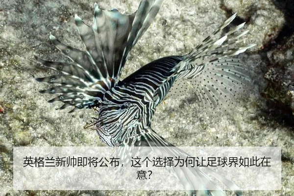 英格兰新帅即将公布，这个选择为何让足球界如此在意？